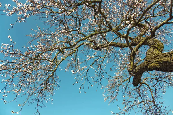 Весной цветут груши — стоковое фото