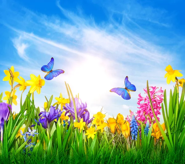 Colorful flowers in spring — Stock Photo, Image