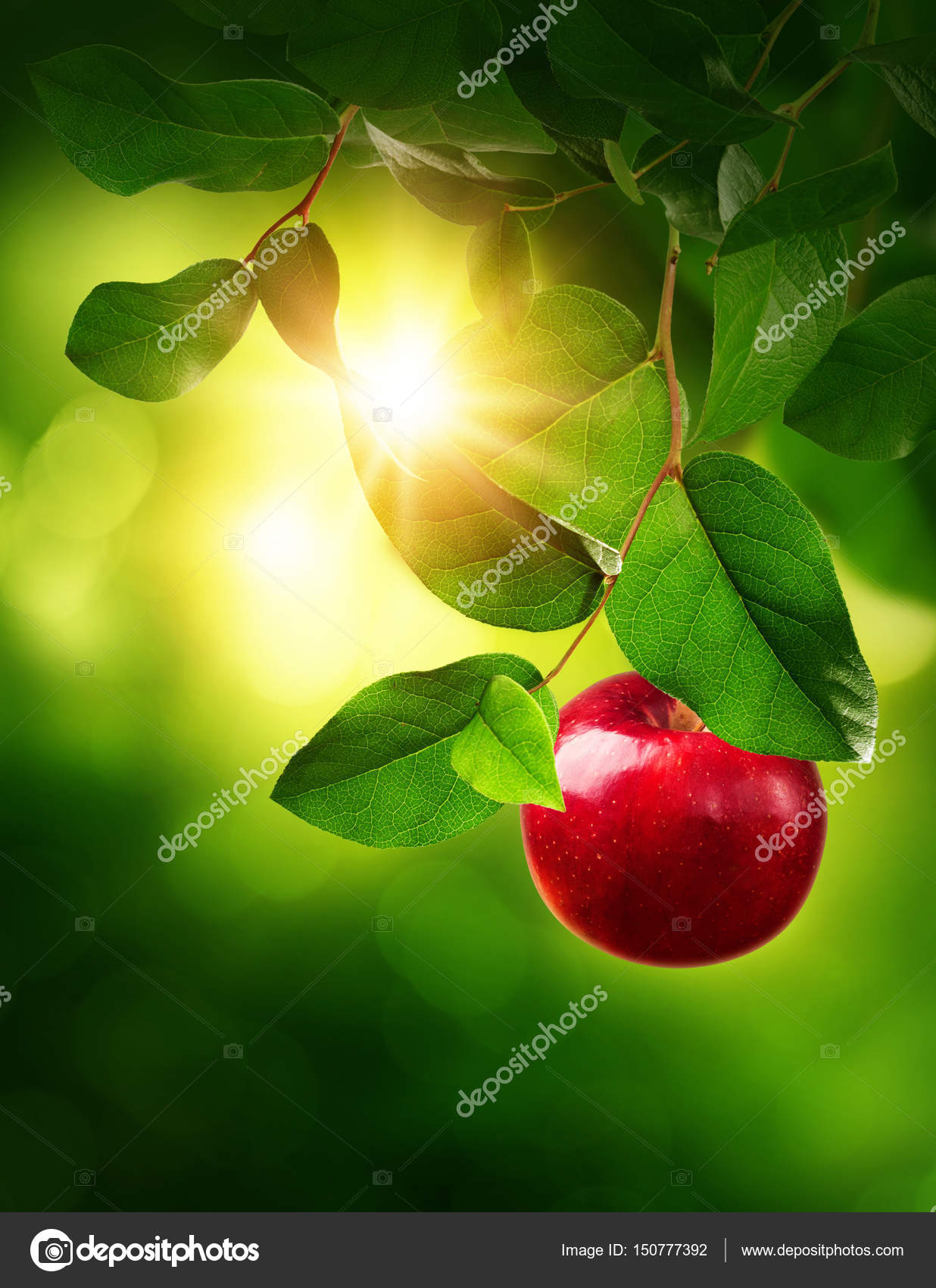 나무에 달린 빨간 사과 — 스톡 사진 © Elena Schweitzer #150777392, image size:1236x1700