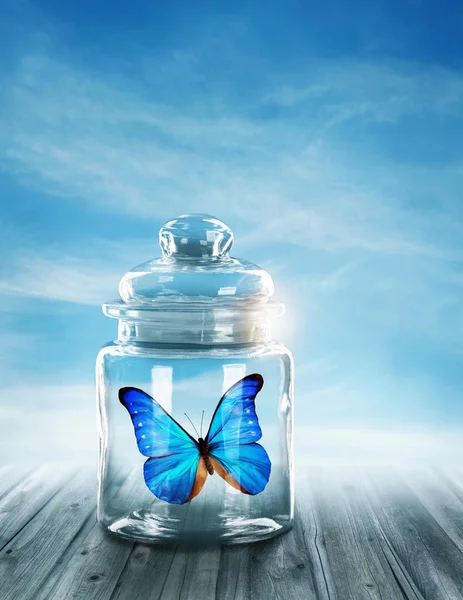 Blue butterfly closed — Stock Photo, Image