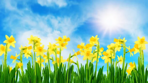 Narcisos amarelos na primavera — Fotografia de Stock