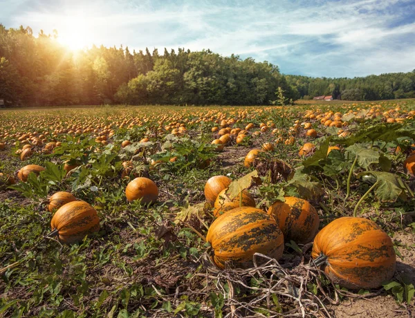 Typische uit pompoen veld — Stockfoto