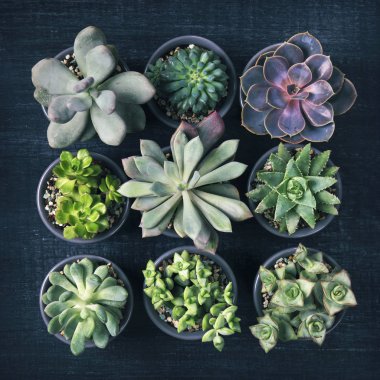 Different succulents on a wooden background clipart