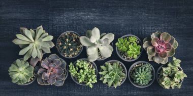 Different succulents on a wooden background clipart