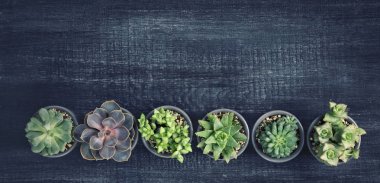 Ahşap arka plan üzerinde farklı succulents
