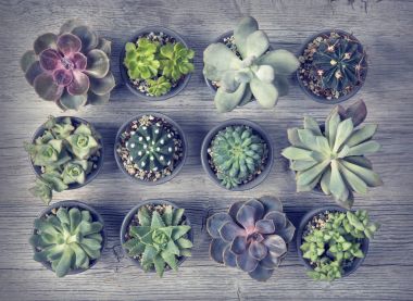 Ahşap arka plan üzerinde farklı succulents