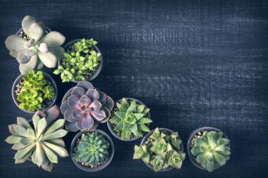 Ahşap arka plan üzerinde farklı succulents