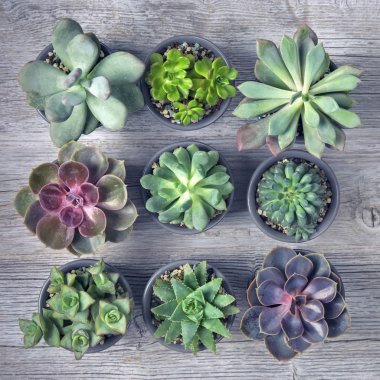 Ahşap arka plan üzerinde farklı succulents