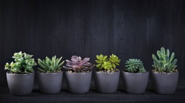 Ahşap arka plan üzerinde farklı succulents