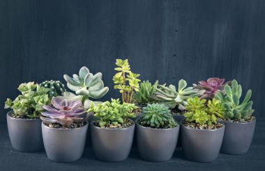 Ahşap arka plan üzerinde farklı succulents