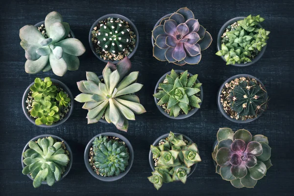 Ahşap arka plan üzerinde farklı succulents