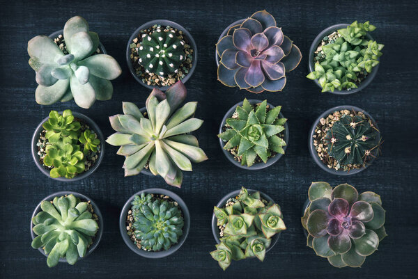 Different succulents on a wooden background