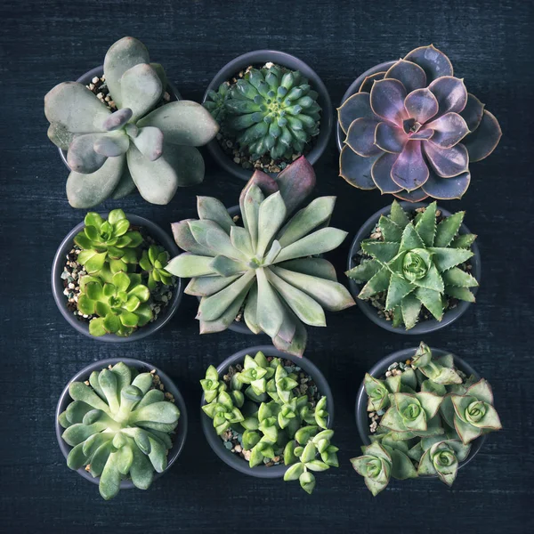 Ahşap arka plan üzerinde farklı succulents — Stok fotoğraf
