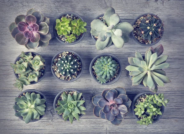 Ahşap arka plan üzerinde farklı succulents — Stok fotoğraf