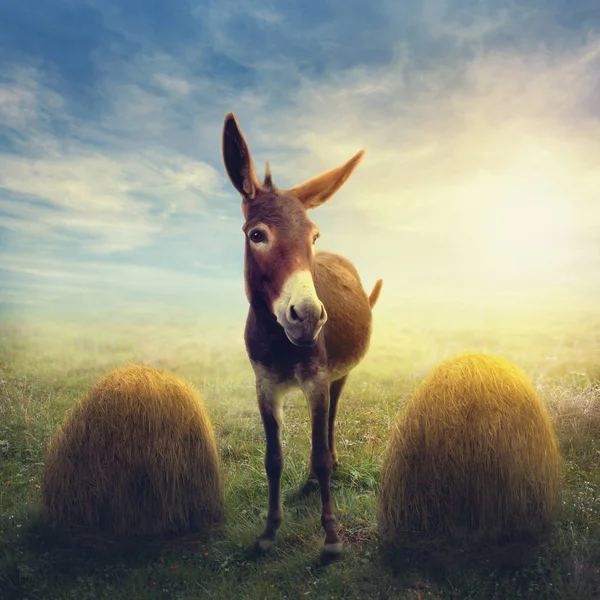 Buridan's ass between two piles of hay — Stock Photo, Image