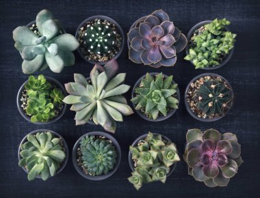 Siyah farklı succulents 