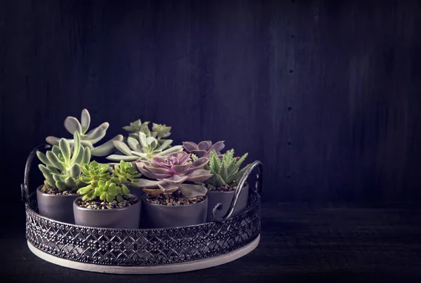 Different succulents on the black — Stock Photo, Image