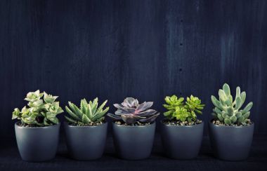 Bir siyah succulents