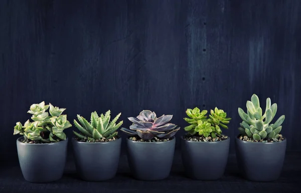 Succulents on a black — Stock Photo, Image
