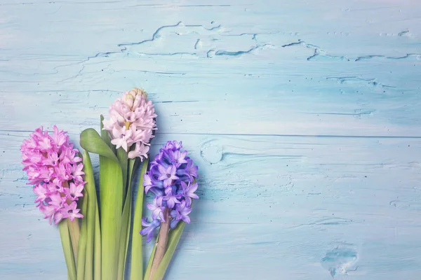 Hyacinth flowers — Stock Photo, Image