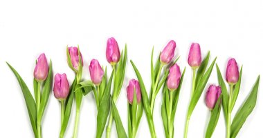 Pastel renkli çiçek