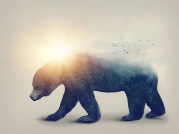 Double exposure with a bear — Stock Photo, Image