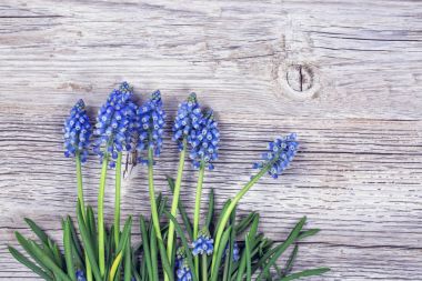 Mavi Muscari çiçekleri