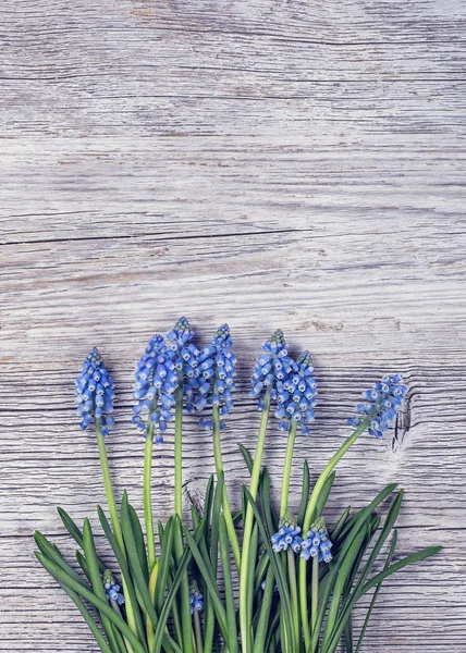 Flores de muscari azuis Hiacinto de uva — Fotografia de Stock