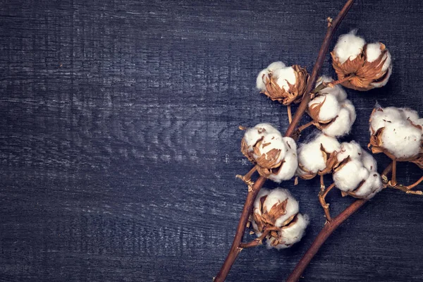 綿の花と黒の背景 — ストック写真