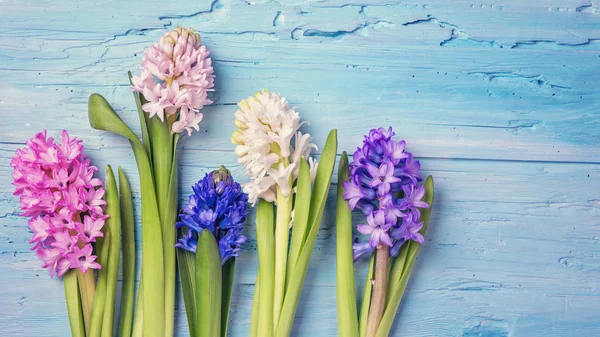 Hyazinthenblüten — Stockfoto