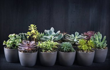 Farklı succulents