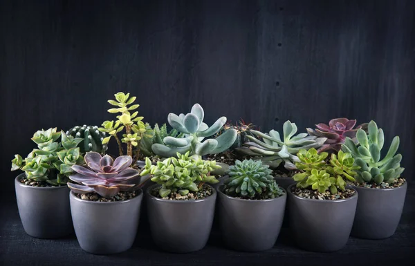 Diverse succulente — Foto Stock