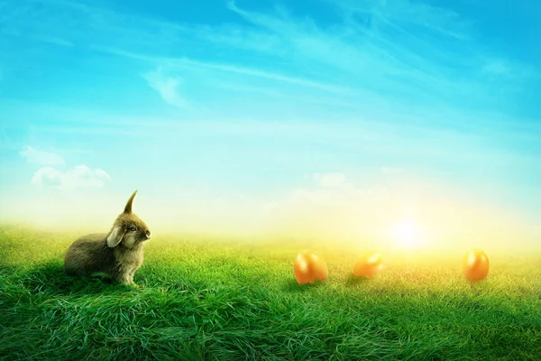 Spring meadow with a rabbit — Stock Photo, Image