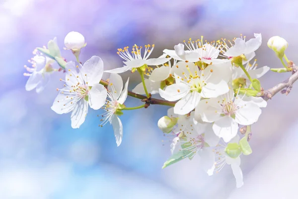 Flores de cerezo — Foto de Stock