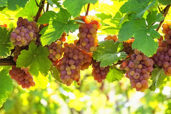 Bunch Pink Grapes Vine — Stock Photo, Image