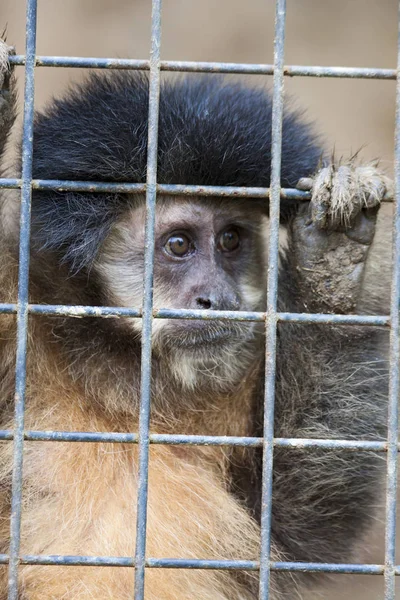 Salva o macaco. — Fotografia de Stock