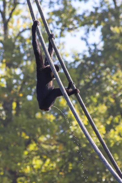 Um macaco mijando nas cordas — Fotografia de Stock