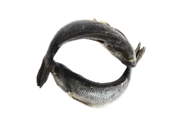 Φρέσκο ψάρι λογότυπο — Φωτογραφία Αρχείου