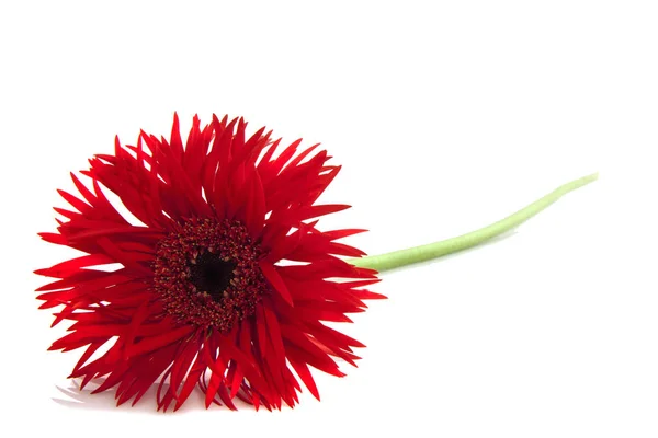 Specjalnych czerwony kwiat — Zdjęcie stockowe