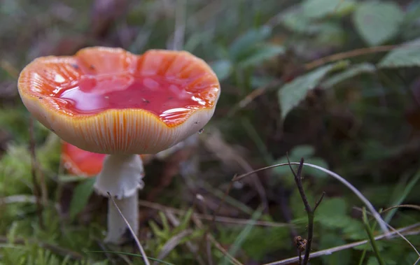 Červená houba v lese — Stock fotografie