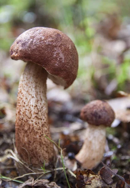 Болетский гриб в лесу — стоковое фото