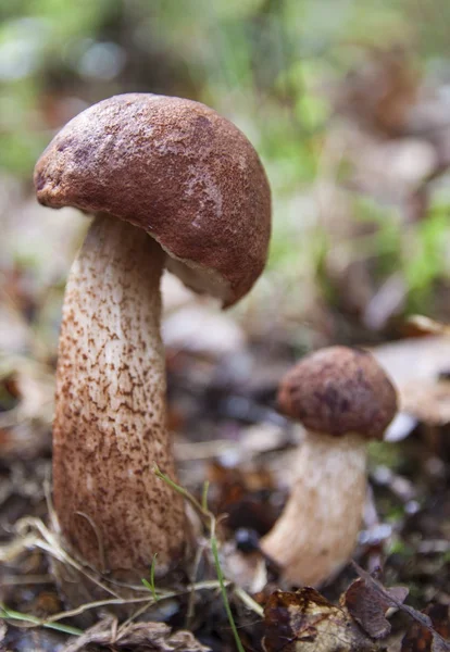 Fungo bolete nella foresta — Foto Stock