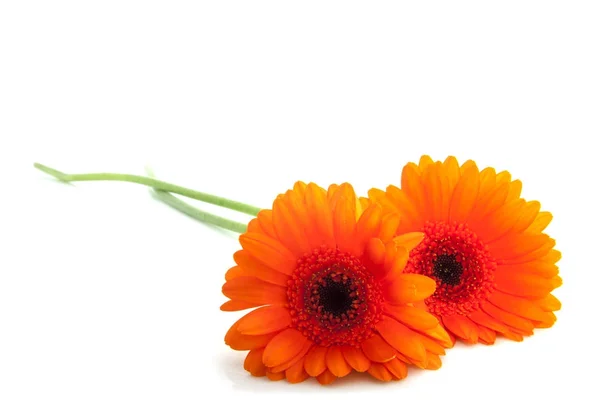 Härliga orange blommor — Stockfoto