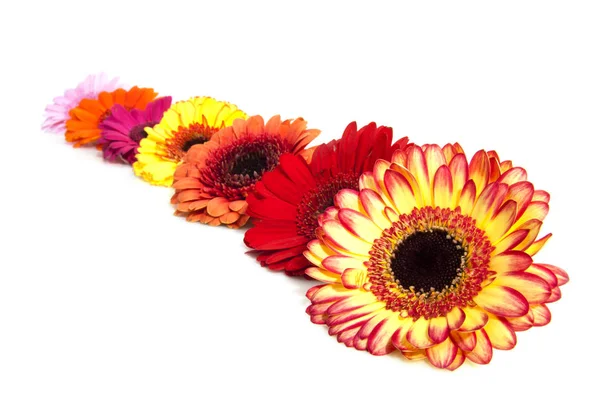 Row of gerbera — Stock Photo, Image