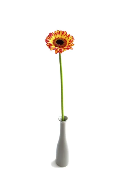 Kolorowy kwiat gerbera — Zdjęcie stockowe