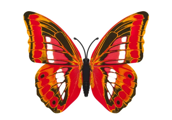 Beautiful butterfly — Stock Photo, Image