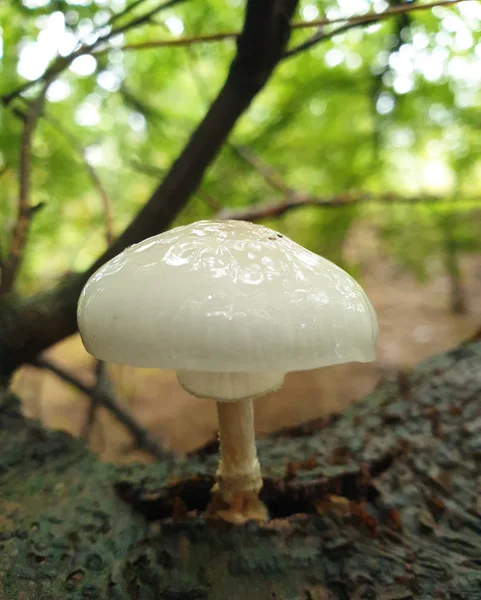 Porcelain mushroom — Stock Photo, Image