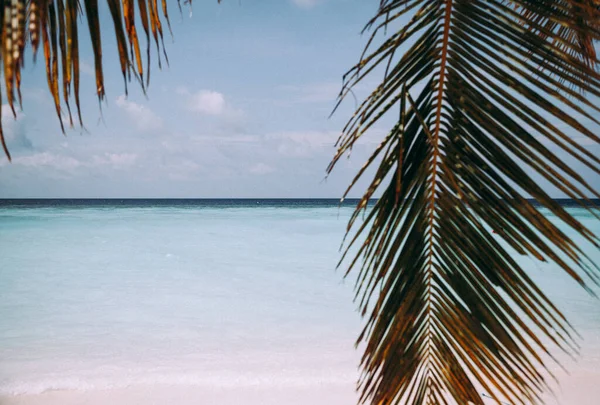 Folha Palma Mar Azul Praia Areia Branca Tropical — Fotografia de Stock