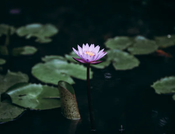 池の美しいピンクの睡蓮や蓮の花 — ストック写真
