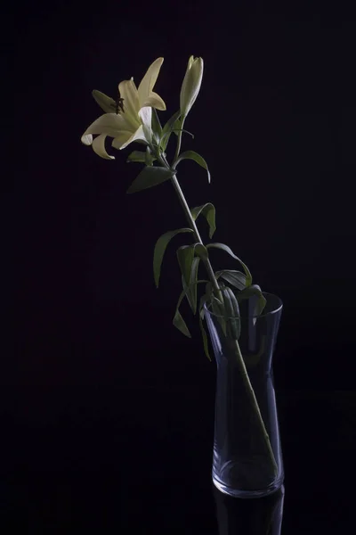 Lys blanc fleur dans un vase en verre — Photo